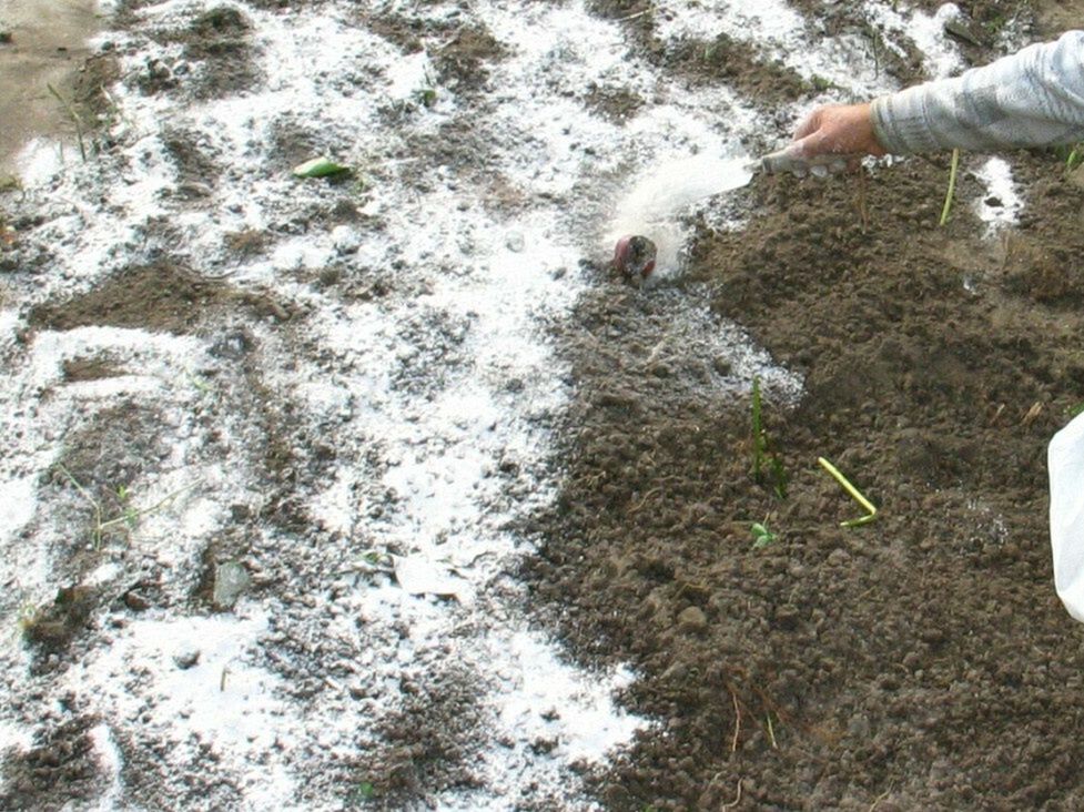 "Wapnowanie" wykonaj jesienią. Termin jest kluczowy