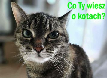 15 powszechnych mitów na temat kotów, które trzeba obalić. I je obalamy!