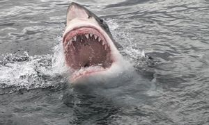 Tragedia u wybrzeży Australii. Nie żyje kobieta zaatakowana przez rekina