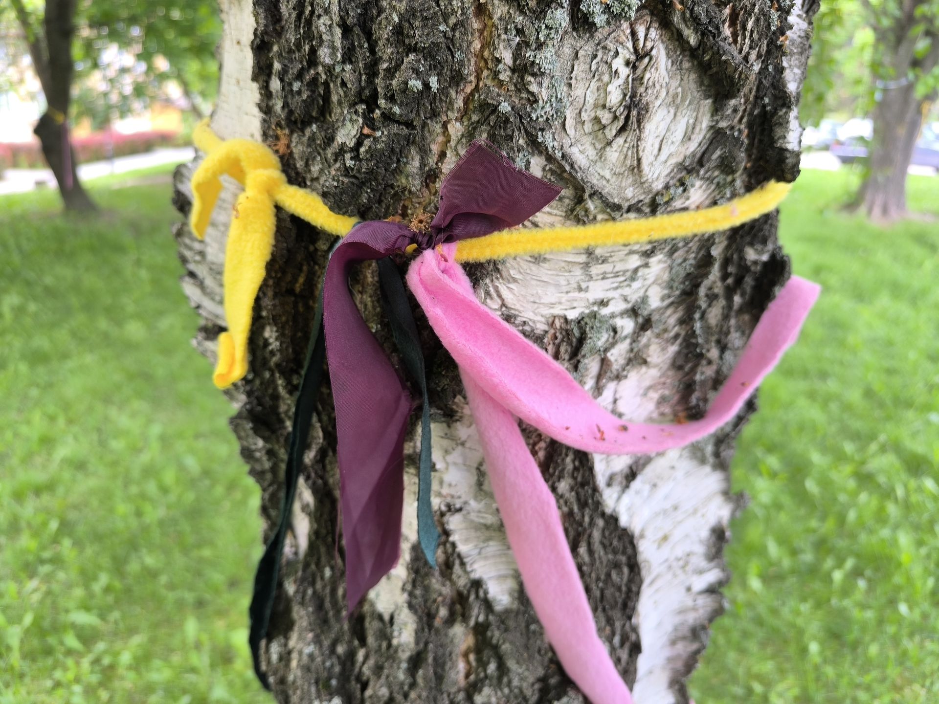 Wstążki na drzewach przeznaczonych do wycięcia