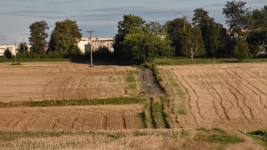Trudne żniwa na Żuławach