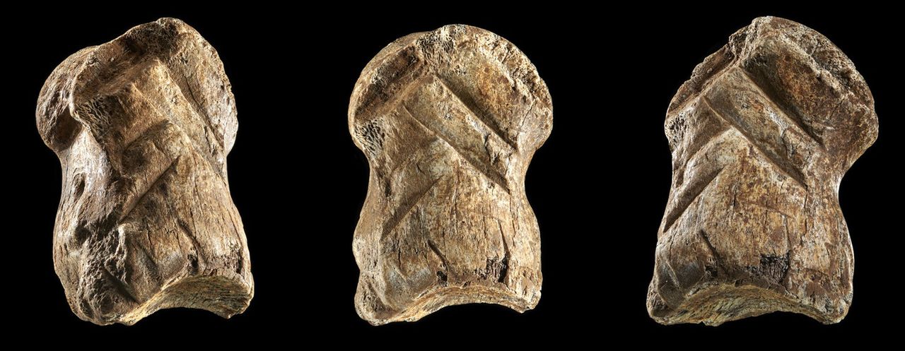 Kość jelenia, neandertalczyk