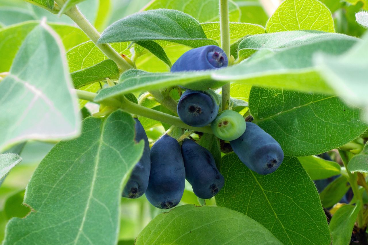 Maibeere im Garten: Vergessene Frucht als Heidelbeer-Alternative