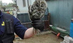 Warszawa. Wycieńczona sowa uratowana na Pradze