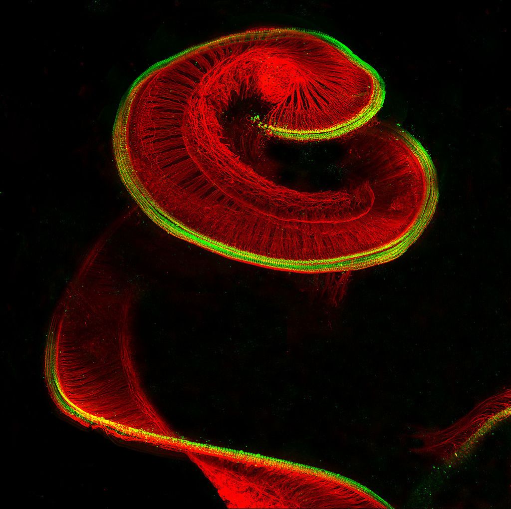 Wnętrze ucha nowo narodzonego szczura z komórkami włosów sensorycznych (zielony) i spiralnymi neuronami (czerwony) / Powiększenie 100x
