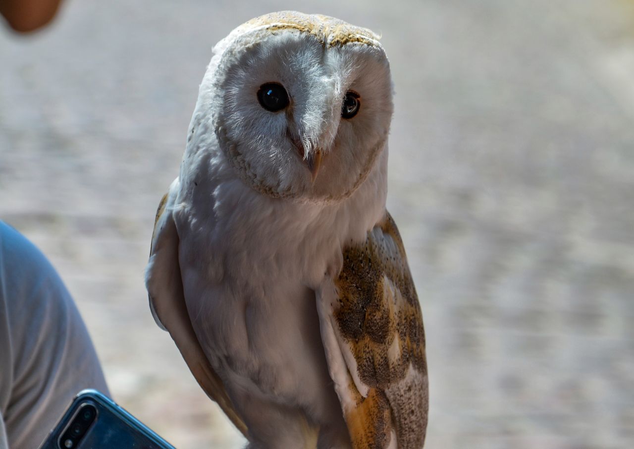 Nielegalna atrakcja w Zakopanem. Mężczyzna został zatrzymany