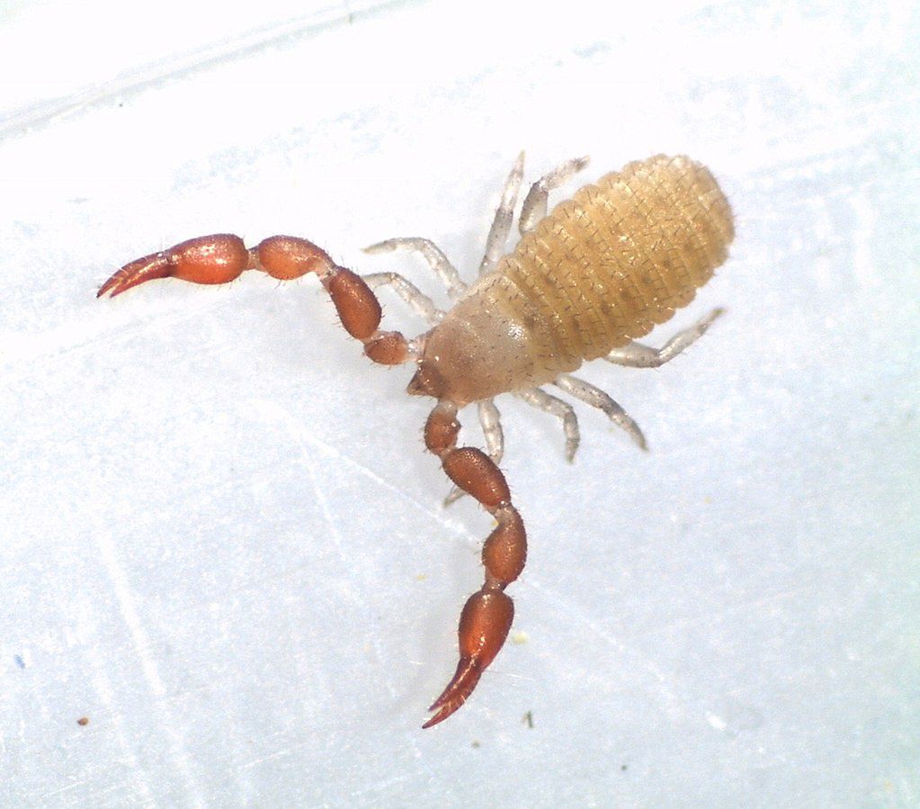 Zaleszczotek książkowy z wyglądu przypomina skorpiona