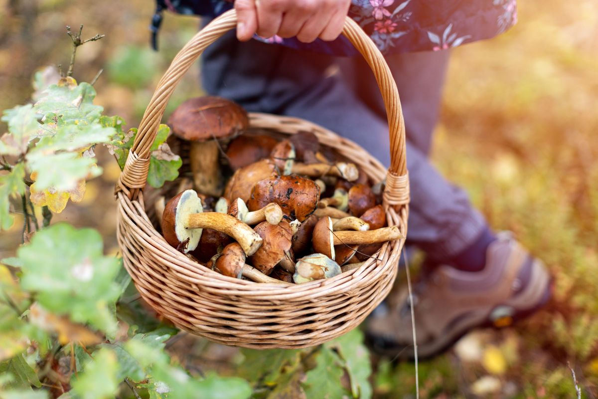 Polacy uwielbiają chodzić na grzyby 