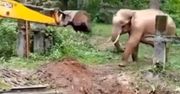 Niezwykła akcja ratowania słonia! Wideo doprowadza do łez