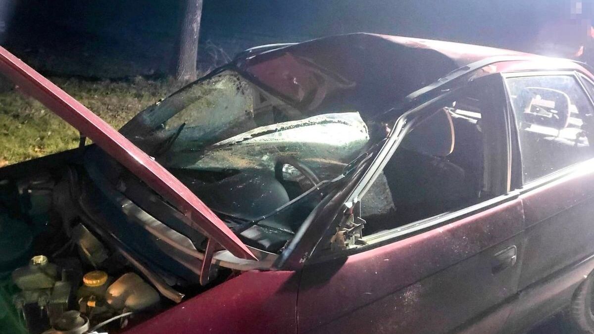 Zmiażdżone auto przez łosia