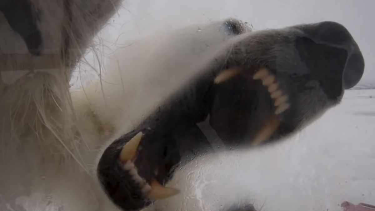 Bardzo bliskie spotkanie z niedźwiedziem polarnym. Próbował dostać się do mężczyzny 1