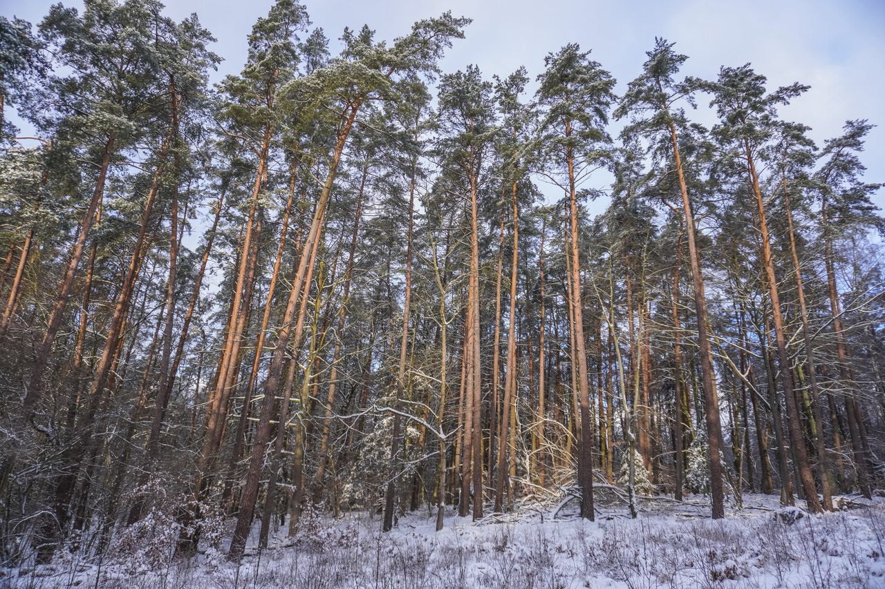 Lasy Państwowe przestają pochłaniać CO2. Jak to możliwe?