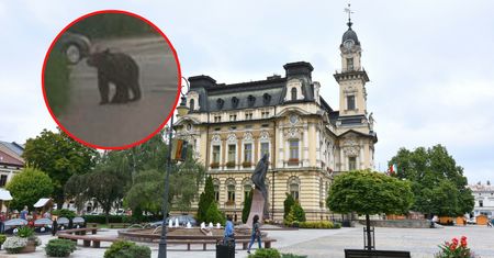 Niedźwiedź grasuje w Nowym Sączu. Prezydent: Sytuacja rzeczywiście poważna