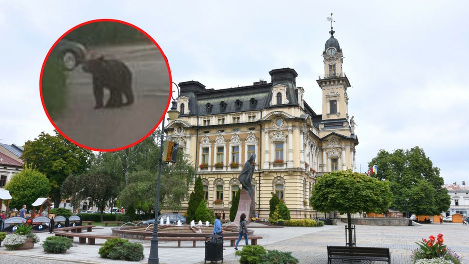 Na ulicach Nowego Sącza zauważono niedźwiedzia