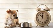 Psy lubią rutynę. Rytm biologiczny dostosowują do opiekuna