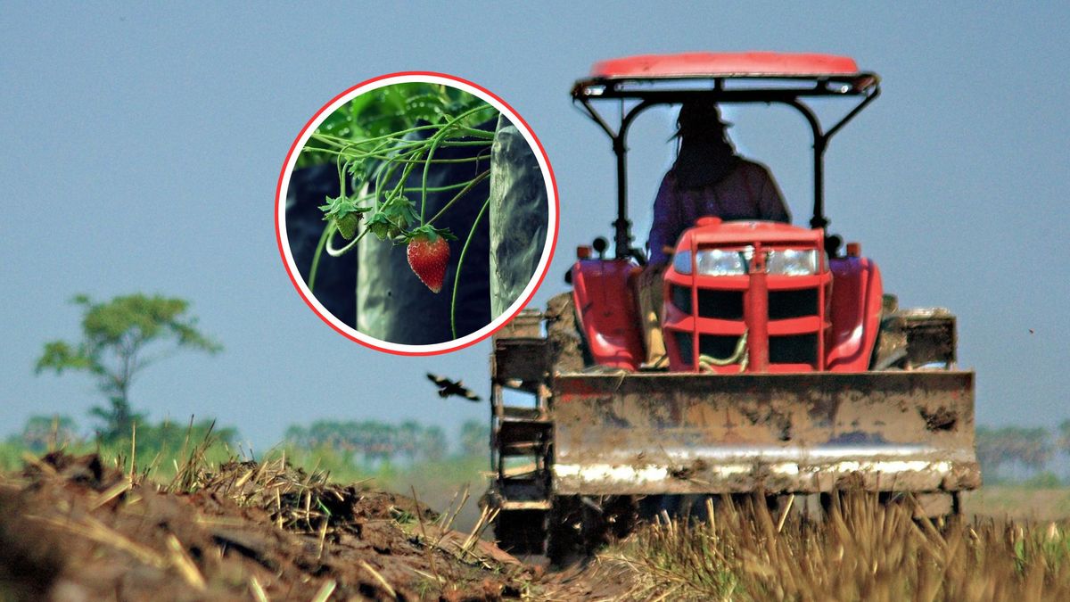 Chciał ubezpieczyć truskawki. Cena zwaliła go z nóg