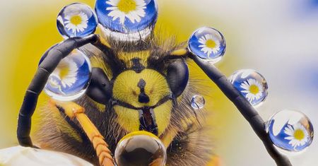 Najzabawniejsze zwierzaki konkursu Comedy Wildlife Photography Awards 2016