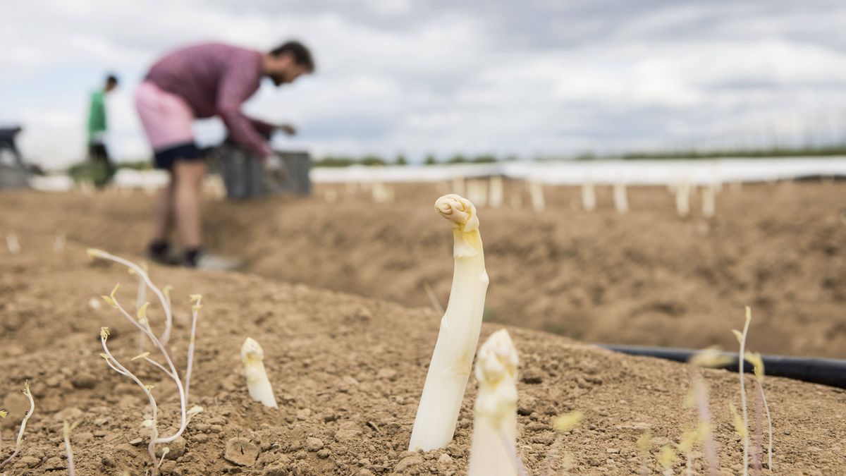 W Północnej Brabancji zlikwidowano obóz pracy. Wśród 44 poszkodowanych są też Polacy.