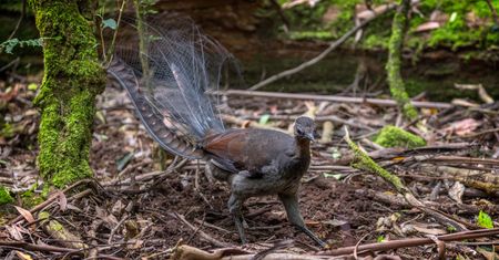 Australia. W zoo rozległ się dramatyczny dźwięk. "Myślałem, że to szczęśliwe miejsce"