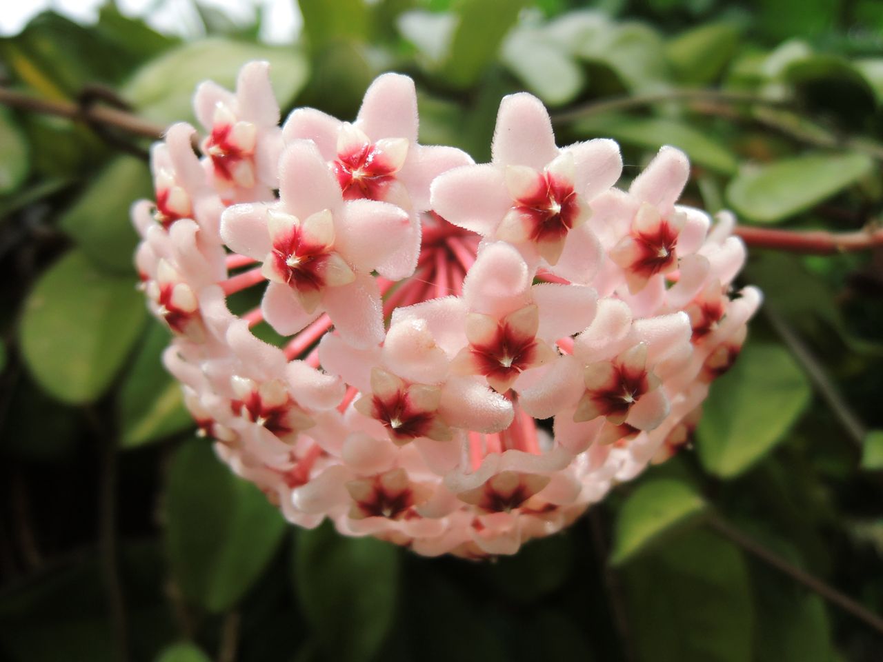 Hoya: The beautiful houseplant with a reputation for bad luck