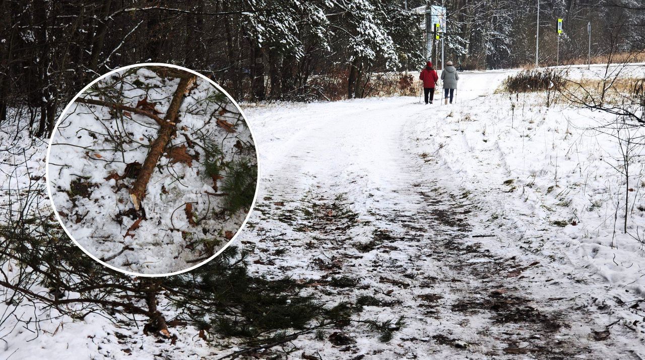 Chrzanów: Ciężki sprzęt rozjechał zielony szlak rowerowy. Valeo zapewnia, że droga została naprawiona