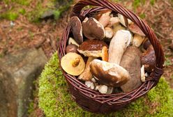 Znany grzybiarz ostrzega przed praktykami w lesie. Grożą zatruciem