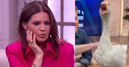 CHWILE GROZY w "Pytaniu na Śniadanie". Joanna Górska zaliczyła bliskie spotkanie z... GĘSIĄ. "Boję się!"