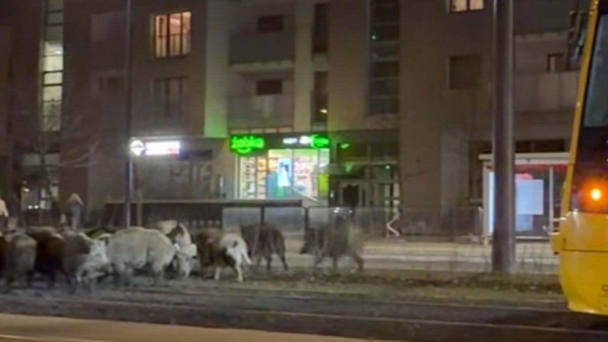 Dziki zablokowały przejazd tramwaju.