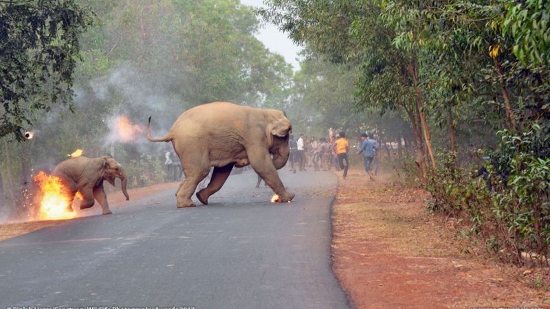 Mały słoń w płomieniach. Zdjęcie, które łamie serca, wygrało w konkursie Sanctuary Wildlife Photography Awards 2017 1