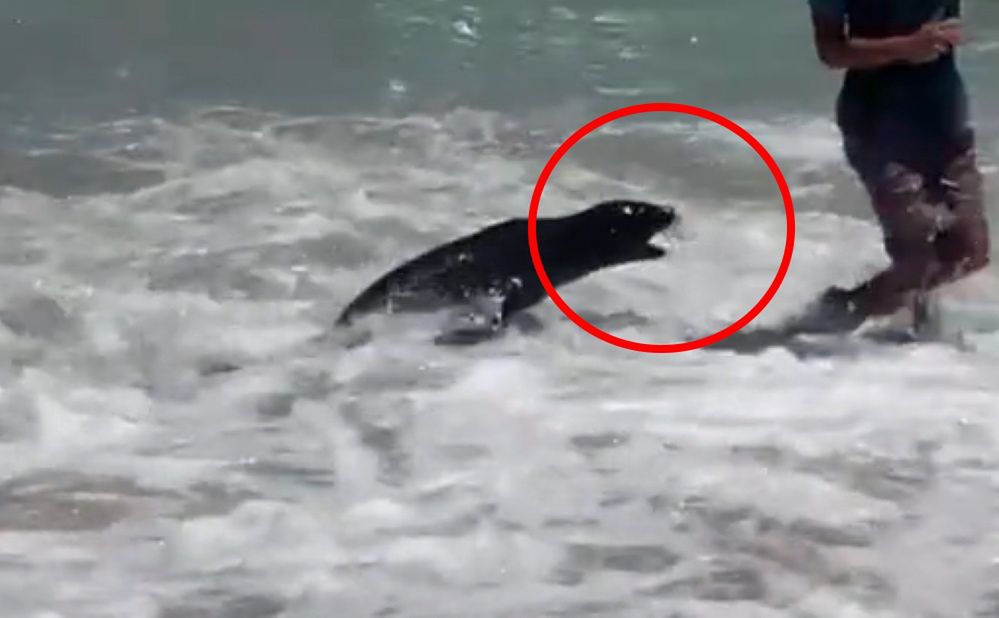 Atak foki na plaży w RPA