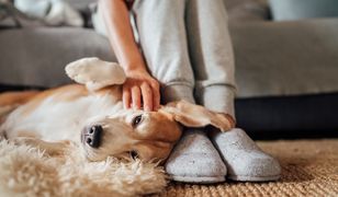 Opłata za psa. Gminy rezygnują. Resort finansów zabrał głos