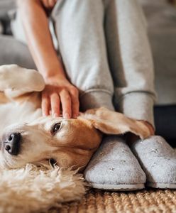 Opłata za psa. Gminy rezygnują. Resort finansów zabrał głos