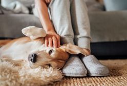 Opłata za psa. Gminy rezygnują. Resort finansów zabrał głos