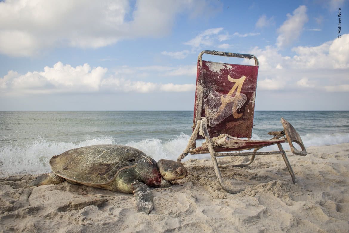 Wildlife Photographer of the Year 2019: piękno dzikiej przyrody 7