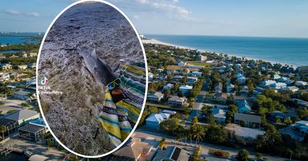 Martwy rekin w okularach przeciwsłonecznych na plaży w USA. "Serio?"
