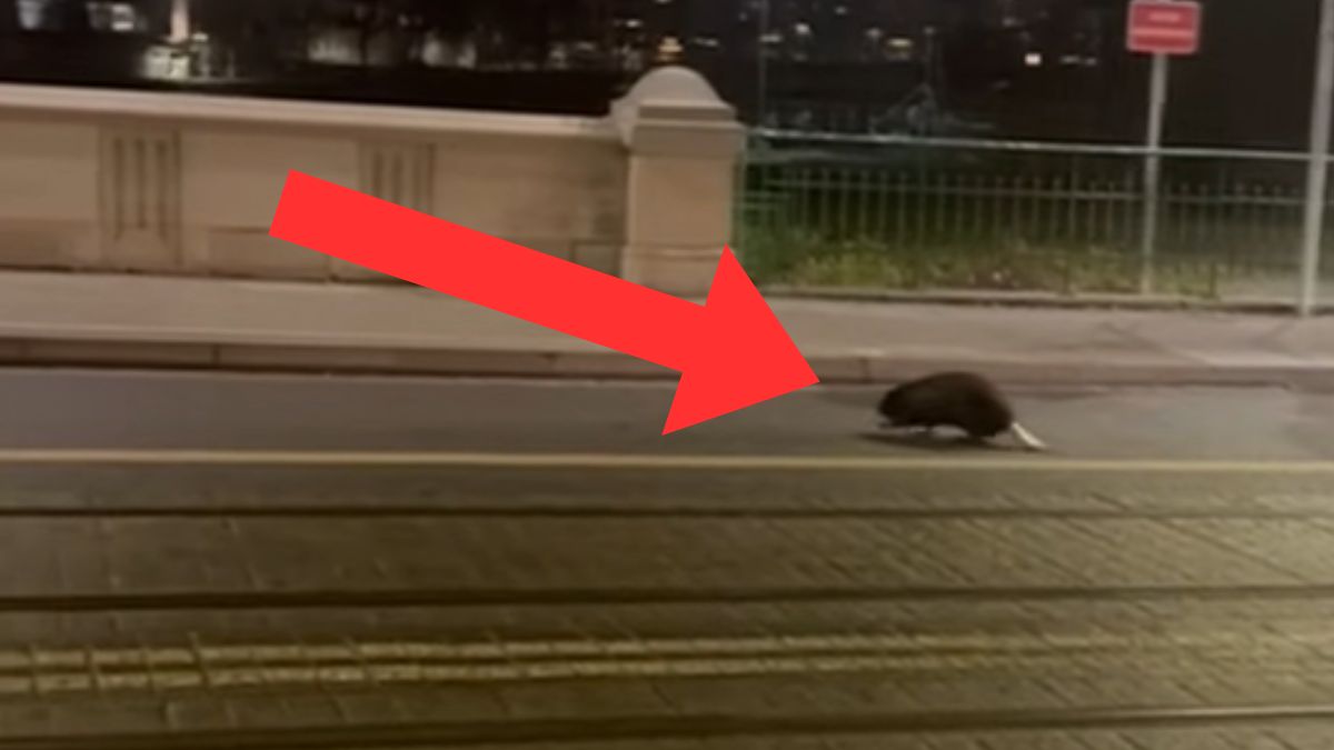 Bóbr pojawił się w centrum Wrocławia.