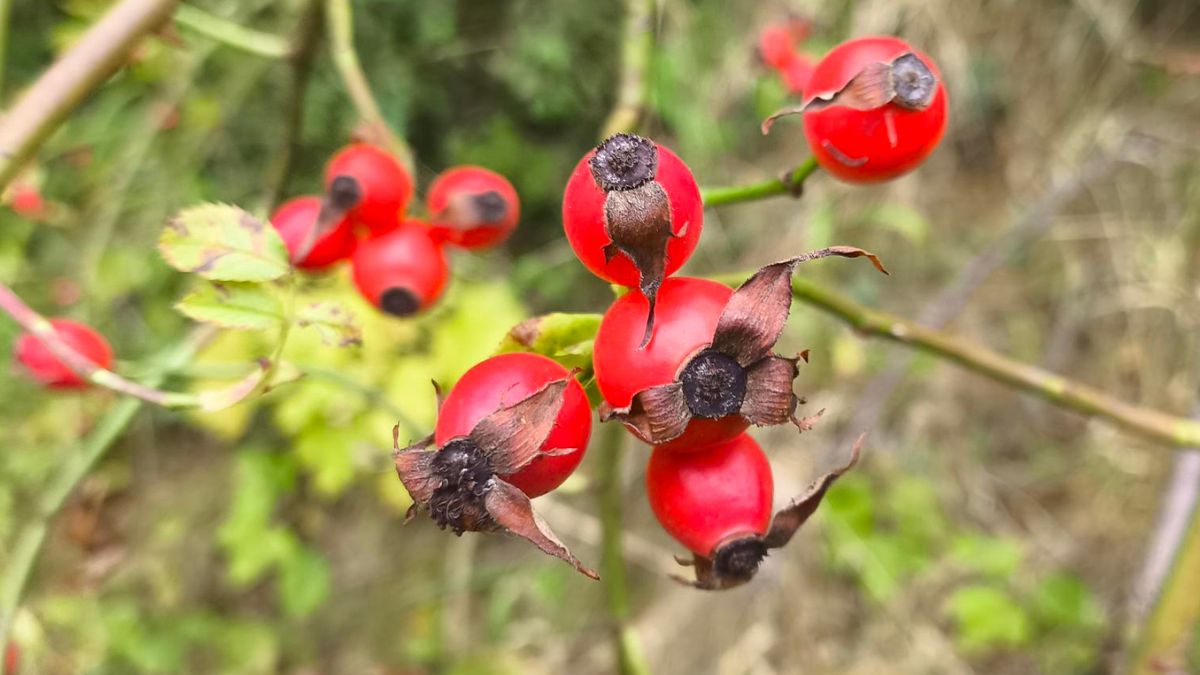 Dzika róża to bomba witamin