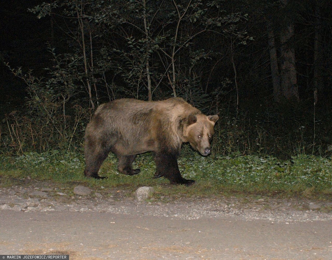 Niedźwiedź w Bieszczadach. Chodzi między domkami letniskowymi. Ostrzeżenie