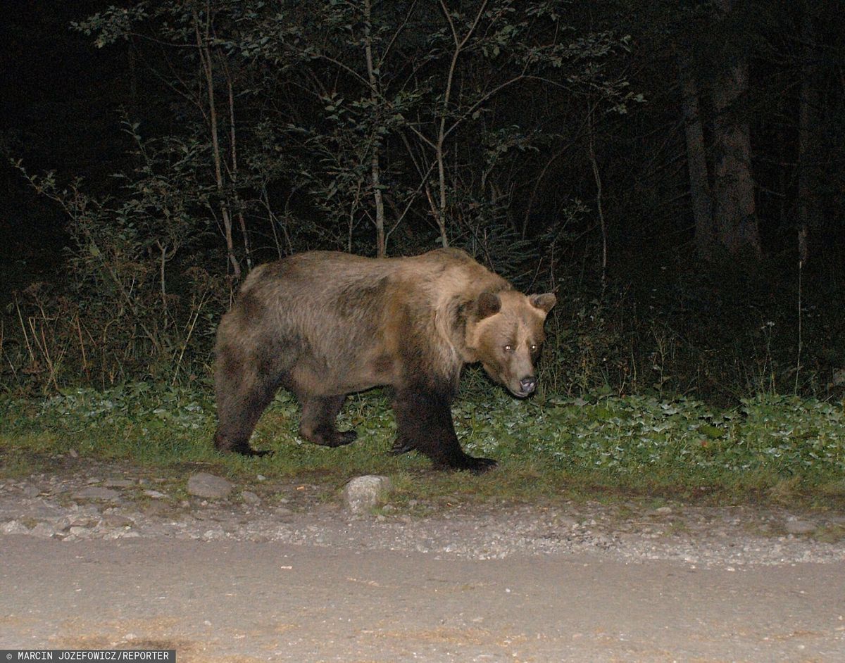 Niedźwiedź w Bieszczadach. Ostrzeżenie 