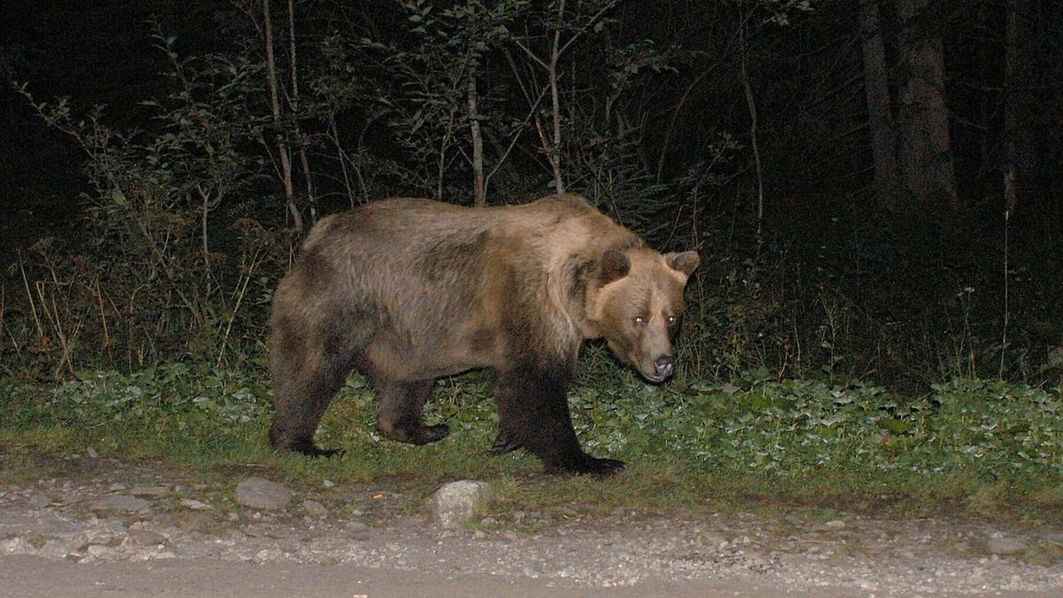 niedźwiedź