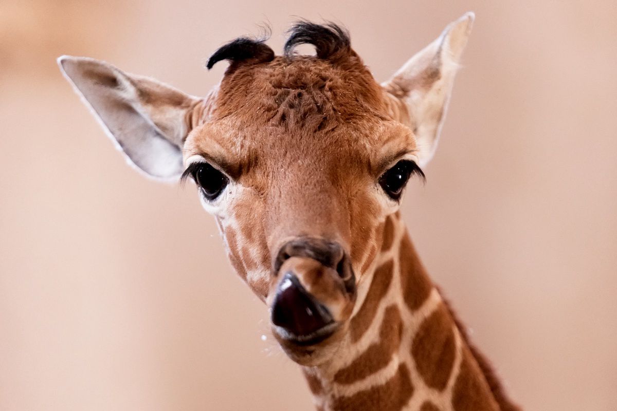 Wrocław. W zoo urodziła się mała żyrafa siatkowana