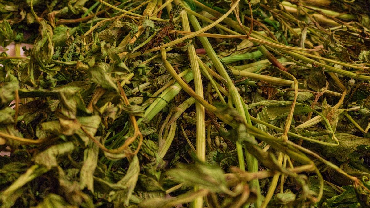 Air-Drying Lovage Background
Close up shot (iPhone telephoto lens) of air-drying lovage.
Bulgac