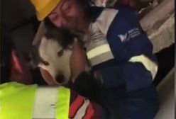 Cud w Turcji. Pies pod gruzami spędził 22 dni
