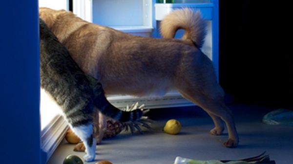 Czy cola rozpuszcza zęby? Mitów o naszych ciałach ciąg dalszy [cz. 2] 1