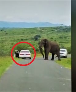 Spanikował na safari. Świadkowie przecierali oczy ze zdumienia