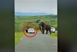 Spanikował na safari. Świadkowie przecierali oczy ze zdumienia