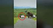Spanikował na safari. Świadkowie przecierali oczy ze zdumienia