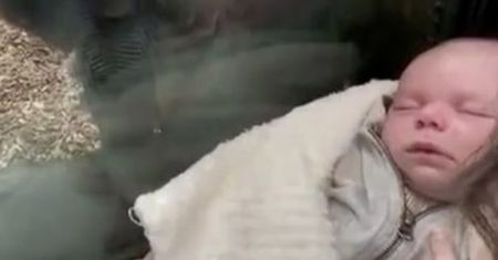 Przyłożyła dziecko do szyby w zoo. Nagranie jest hitem YouTube'a