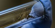 Technologiczny gigant chce wypuścić 32 mln komarów. Czeka na zgodę