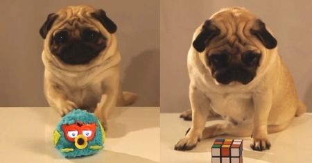 Mops "testuje" zabawki...